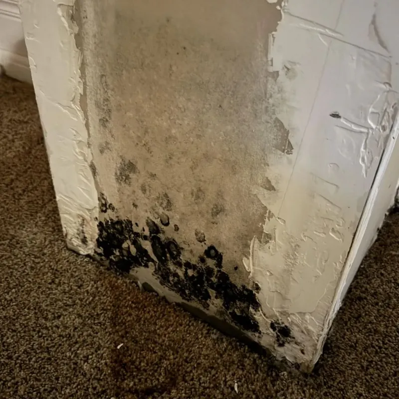 Professional Mold Removal in Longmeadow, MA